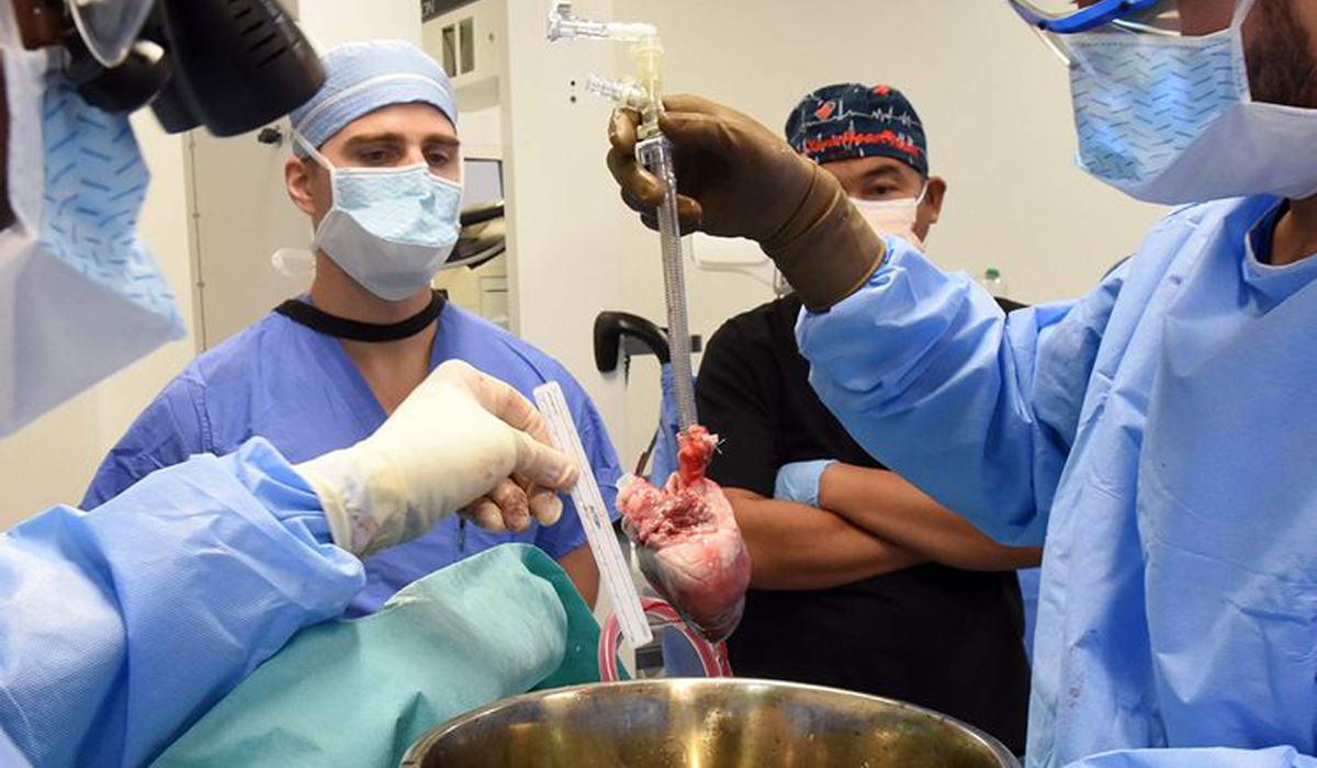 Surgeons perform second pig heart transplant, trying to save a dying man